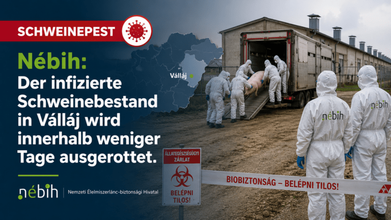 Schweinepest – Nébih: Der infizierte Schweinebestand in Válláj wird innerhalb weniger Tage ausgerottet.